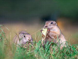 Prairie dog is eating a cabbage leaf holding it in its front paws
