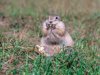 Prairie dog is eating a cabbage leaf holding it in its front paws