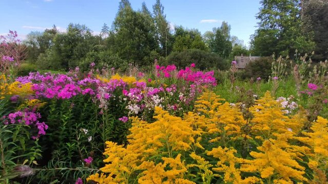 Different garden flowers bloom in the summer season in the countryside. Goldenrod and floxes. 