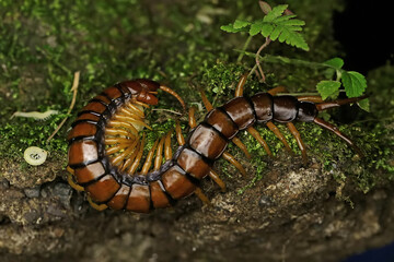 A centipede is looking after her white babies. This multi-legged animal has the scientific name Scolopendra morsitans.