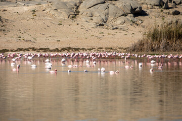 Flamants rose à Lüderitz en Namibie