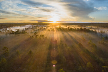Coniferous Forest in the Viru swamp on a summer morning at the first rays of the sun.