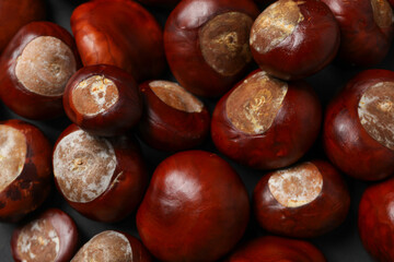 Brown, fresh chestnut fruits close-up, top view