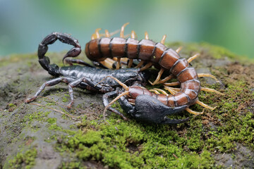 An Asian forest scorpion is ready to prey on a centipede (Scolopendra morsitans) in a pile of dry...