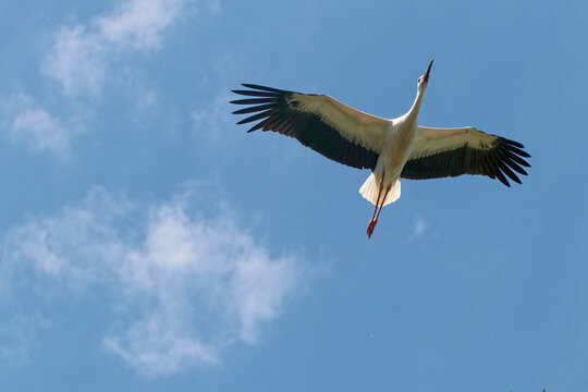 cigogne