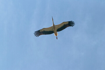 cigogne