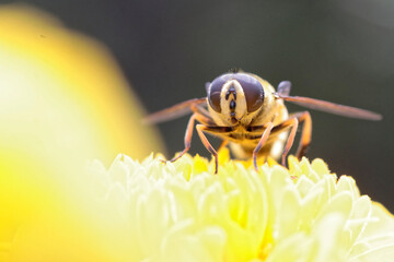 eristale des fleurs