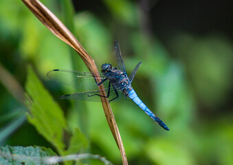 blue dragonfly
