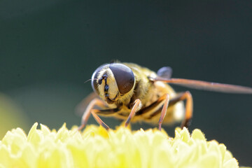 eristale des fleurs