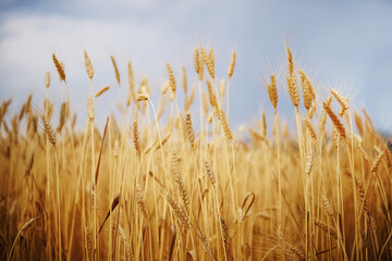 Ears of wheat in the field. - 637867714