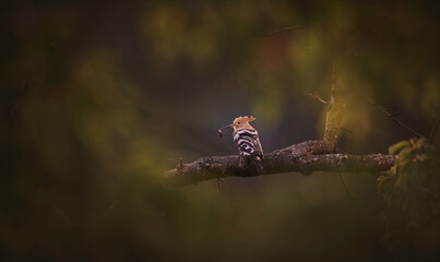 Beautiful Hoopoe captured is sitting in the setting sun over the landscape.