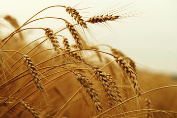 Wheat field. Ears of golden wheat closeup. - 637869360