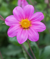 Obraz premium Beautiful close-up of a single-flowered dahlia