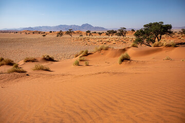 Fototapeta na wymiar Désert de dunes au porte du Namib, Sud-Est de la Namibie