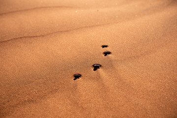 Désert de dunes au porte du Namib, Sud-Est de la Namibie