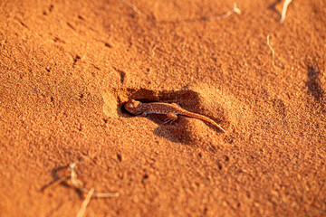 Pachydactylus rangei du Désert de dunes au porte du Namib, Sud-Est de la Namibie