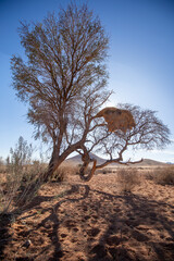 Nid de social républicain dans le désert au porte du Namib, Sud-Est de la Namibie