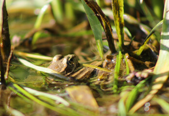 frog in the puddle 2