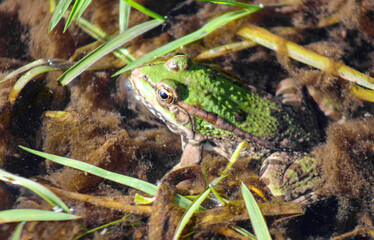 frog in the puddle