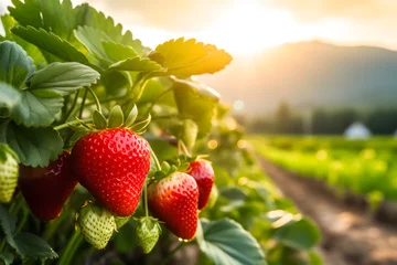 Fototapete Wiese, Sumpf close up strawberry in the garden. field of strawberries at sunrise background.