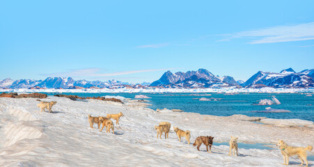 Many greenland dogs chained up on the snow, with hut-colored houses in the background and Greenland mountain and seascape - Kulusuk, Greenland