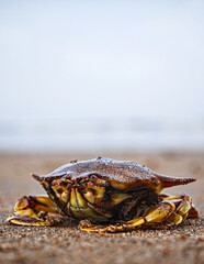 crab on the sand