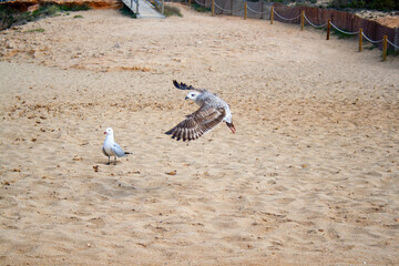Seagull landing next to his partner