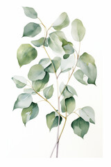 Green eucalyptus leaves watercolor