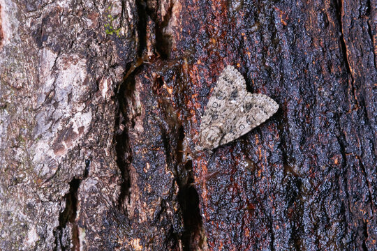 Ampfer-Rindeneule (Acronicta rumicis)	