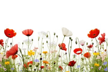 idyllic flower meadow in summertime