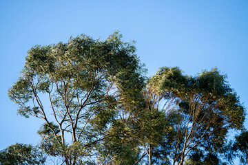 native gum tree growing in a forest in a national park in australia in the bush