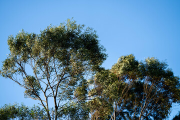 native gum tree growing in a forest in a national park in australia in the bush