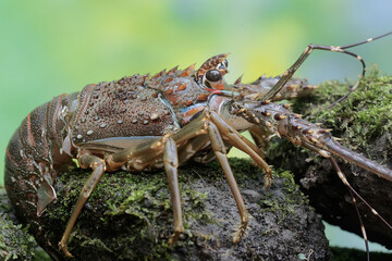 A brown rock lobster is looking for food in shallow sea water where there is a lot of algae...