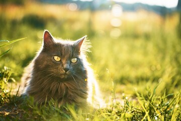 Cat lying on the grass ground in sunlight glow. Young domestic cat on a walk outdoors. Relaxed cat and sunny green garden. - Powered by Adobe