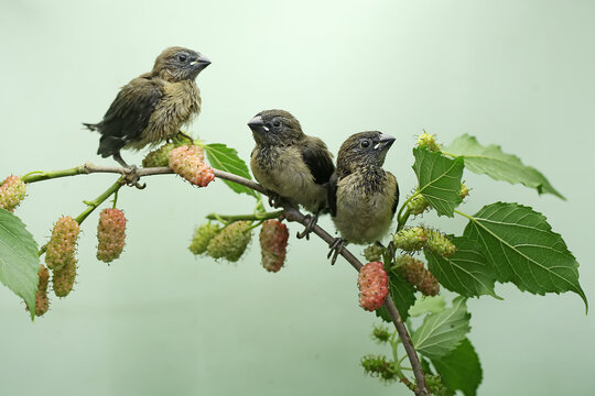 Three young Javan munias are perched on a mulberry tree branch. This small bird has the scientific name Lonchura leucogastroides.