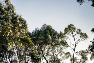 native gum tree growing in a forest in a national park in australia in the bush