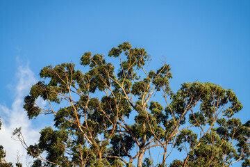 native gum tree growing in a forest in a national park in australia in the bush
