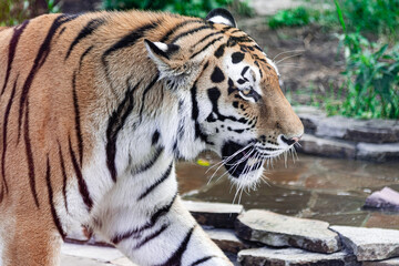 Siberian tiger, (Panthera tigris altaica), side view