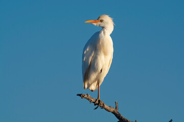 Cattle Egret, Bubulcus ibis, perched, La Pampa Province, Patagonia, Argentina