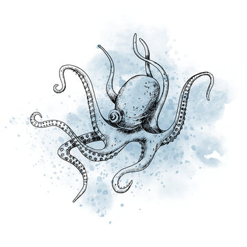 Drawing of sea Octopus with watercolor blue spot. Graphic illustration of ocean fish painted by black inks on isolated background. Sketch of marine underwater animal for icon or logo in outline style.