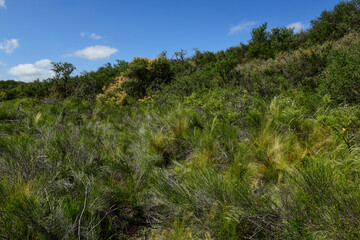 Calden forest grass landscape,  La Pampa province, Patagonia, Argentina.