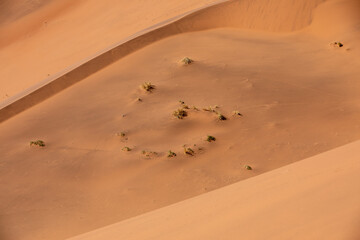 Spirale végétale dans le désert du Namib autour de Sesriem