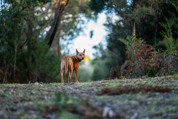 kelpie dog in the australian bush