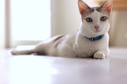 Three legs cat lay on the floor