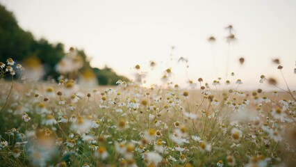 Daisy floral field with white daisies at sunset. Chamomile meadow in summer. Beautiful flowers, natural wildflowers. Camera moving through chamomiles. Medicinal, curative herbs and plants concept.