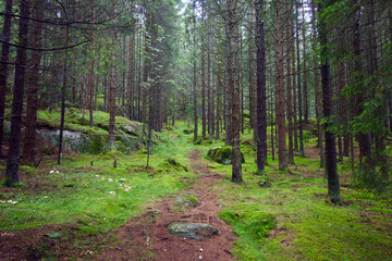 Wood in Oslo Sarabråten Ruins near Oppsal 