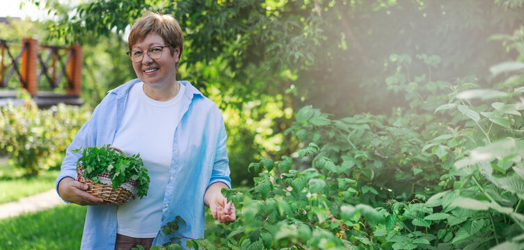 Senior woman is gardening on beautiful sunny day. Banner.