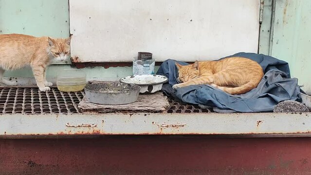 homeless cats. cats on the street. red cats eat and sleep. cat muzzle and eyes. the cat is purring.