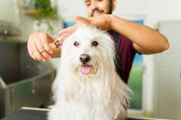 Maltese dog at the grooming spa getting a haircut