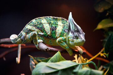Chameleon close-up